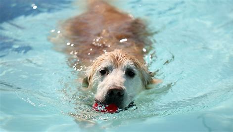 3nd Annual Doggie Swim Day 2022